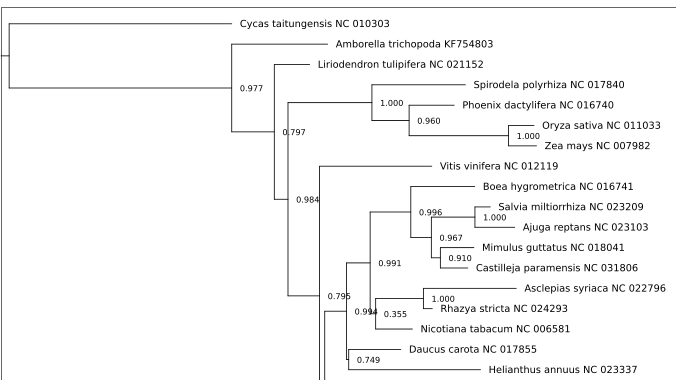 Fragment drzewa wygenerowanego przez nw_display z poprawionymi parametrami