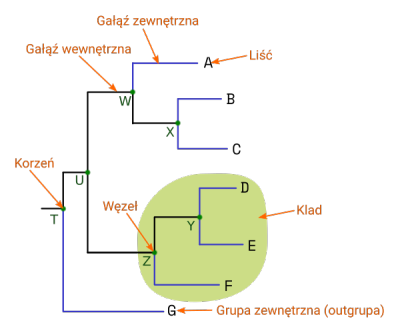 Struktura drzewa filogenetycznego