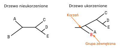 Drzewo nieukorzenione i ukorzenione